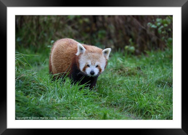 Playful Red Panda in its Natural Habitat Framed Mounted Print by Simon Marlow