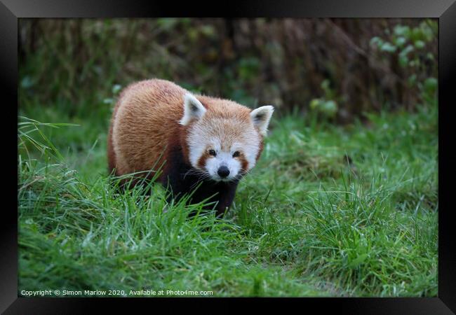 Playful Red Panda in its Natural Habitat Framed Print by Simon Marlow