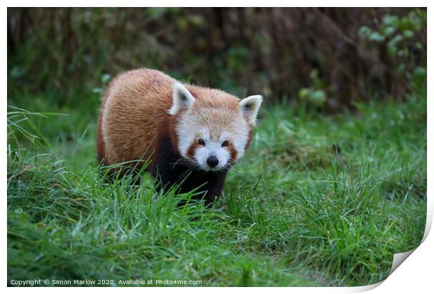Playful Red Panda in its Natural Habitat Print by Simon Marlow