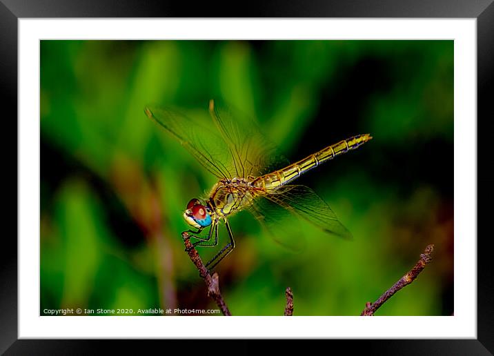 Dragonfly  Framed Mounted Print by Ian Stone