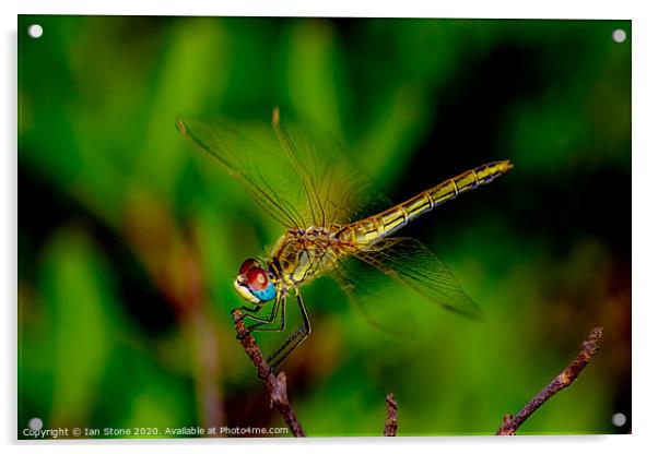 Dragonfly  Acrylic by Ian Stone