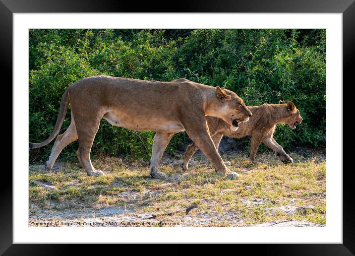 Lions on the prowl in Botswana Framed Mounted Print by Angus McComiskey