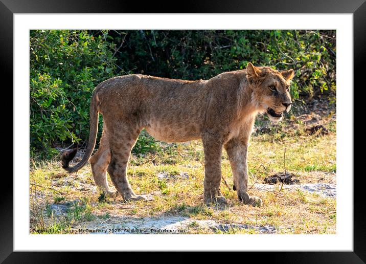 Watchful young male African lion, Botswana Framed Mounted Print by Angus McComiskey