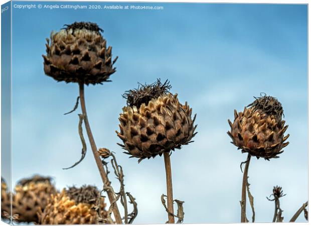 Cardoon Seed Pods Canvas Print by Angela Cottingham