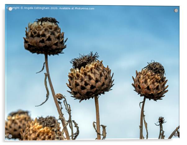 Cardoon Seed Pods Acrylic by Angela Cottingham