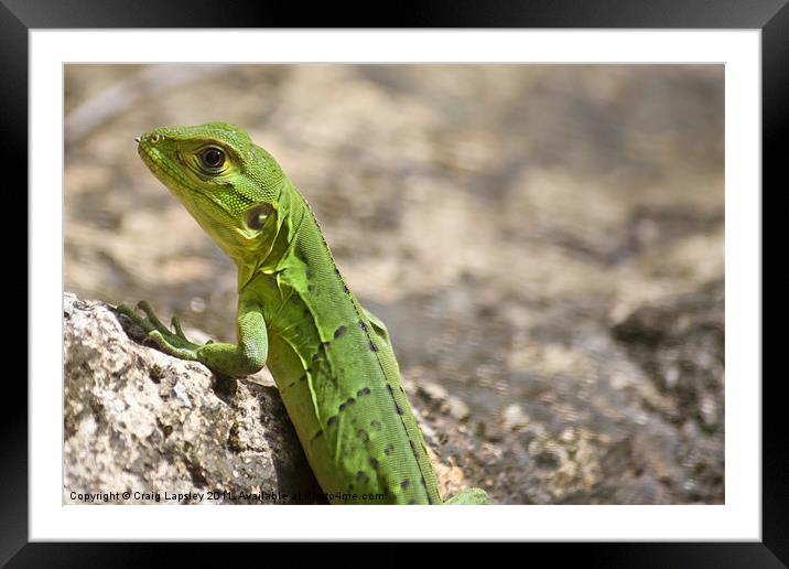 small green lizard, Chameleon Framed Mounted Print by Craig Lapsley