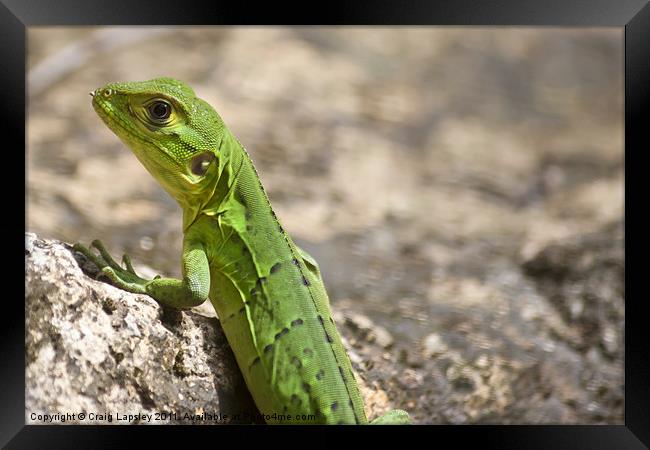 small green lizard, Chameleon Framed Print by Craig Lapsley