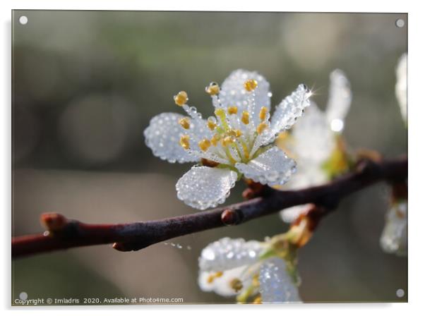 Dewy Blackthorn blossom in spring Acrylic by Imladris 