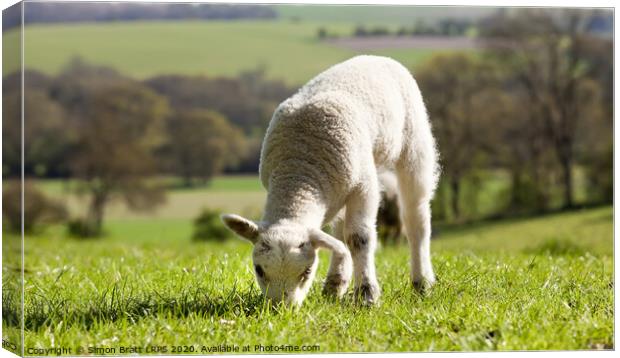 Single lamb eating grass Canvas Print by Simon Bratt LRPS