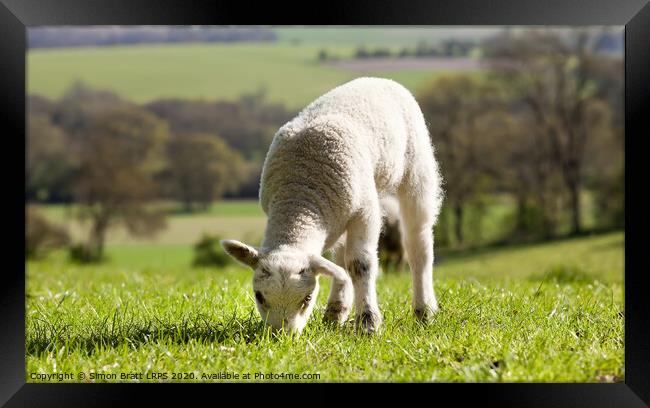 Single lamb eating grass Framed Print by Simon Bratt LRPS