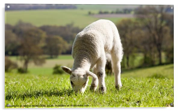 Single lamb eating grass Acrylic by Simon Bratt LRPS