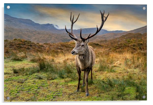 Deer Acrylic by Alan Simpson