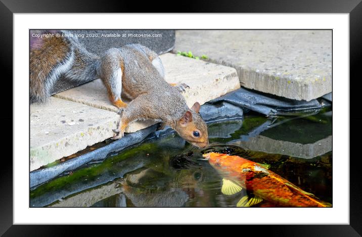  When Paws Meet Fins  Framed Mounted Print by kevin long