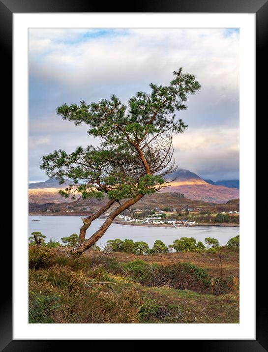 Lone Tree Framed Mounted Print by Alan Simpson