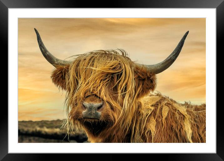 Scottish Coo Framed Mounted Print by Alan Simpson