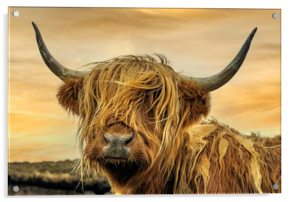 Scottish Coo Acrylic by Alan Simpson