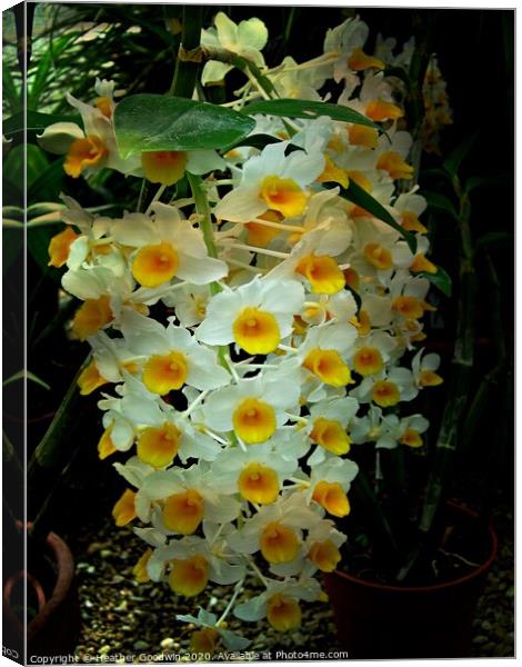 Floral Cascade Canvas Print by Heather Goodwin