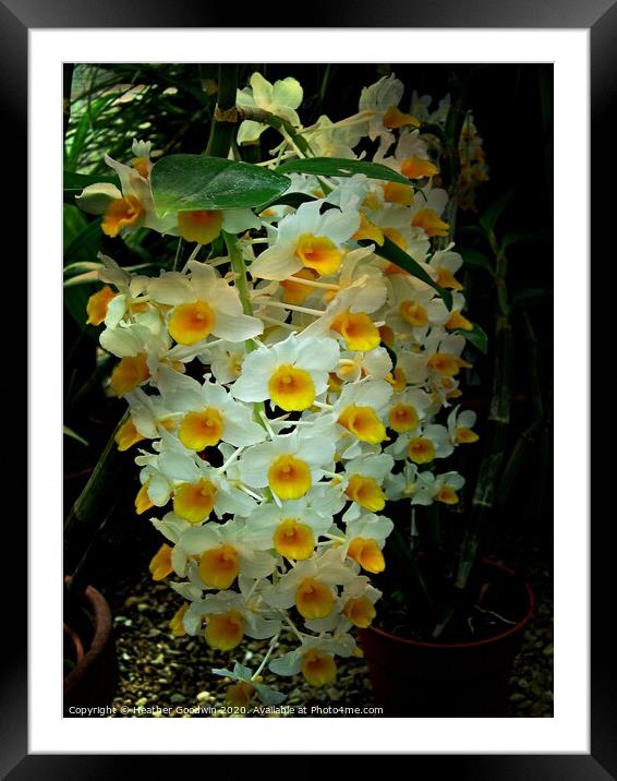 Floral Cascade Framed Mounted Print by Heather Goodwin