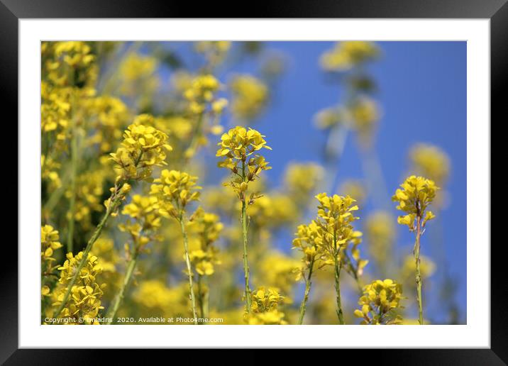 Bright Yellow Field Mustard Flowers Framed Mounted Print by Imladris 