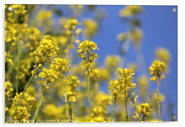 Bright Yellow Field Mustard Flowers Acrylic by Imladris 