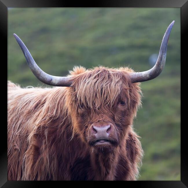 Scottish Highland Cow Framed Print by Derek Beattie