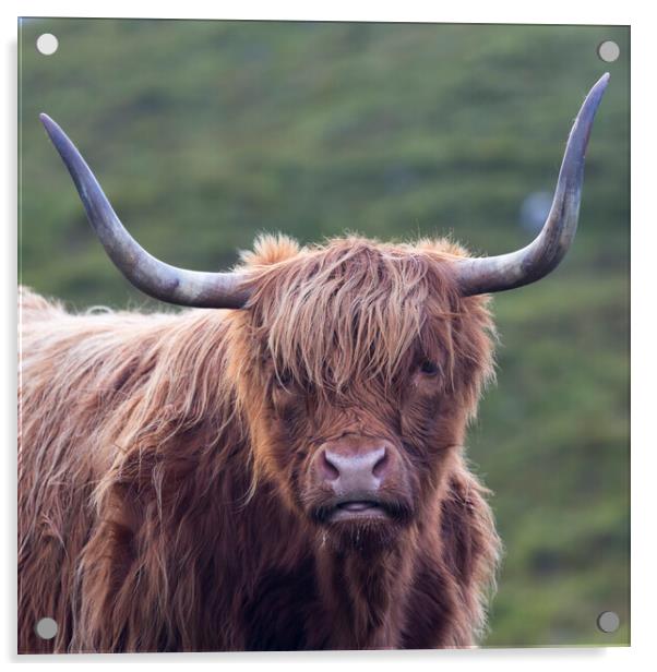 Scottish Highland Cow Acrylic by Derek Beattie