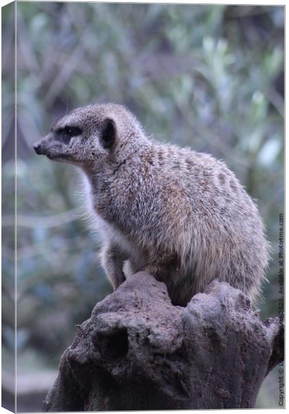 A Meerkat standing on a rock Canvas Print by Liann Whorwood