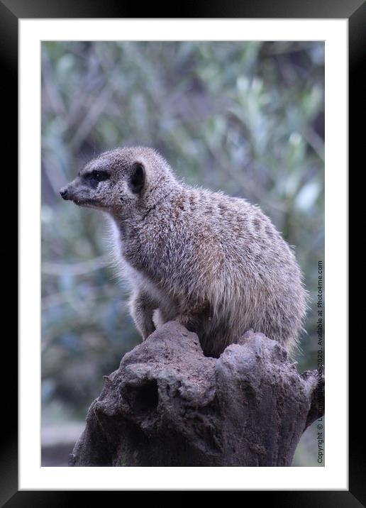 A Meerkat standing on a rock Framed Mounted Print by Liann Whorwood