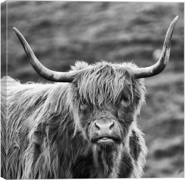Scottish Highland Cow Canvas Print by Derek Beattie