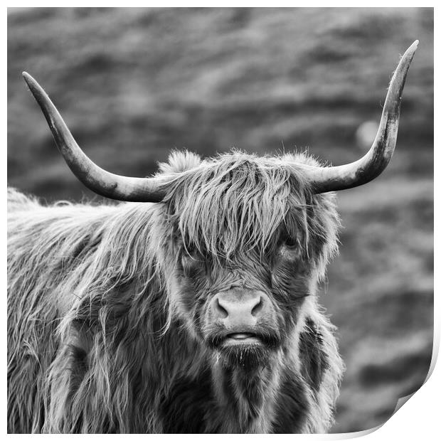 Scottish Highland Cow Print by Derek Beattie