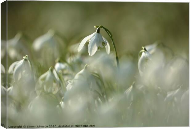 stand out snowdrop Canvas Print by Simon Johnson