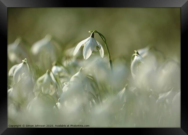 stand out snowdrop Framed Print by Simon Johnson