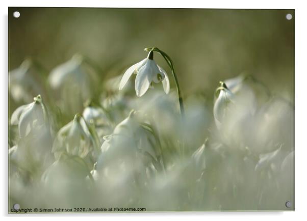 stand out snowdrop Acrylic by Simon Johnson