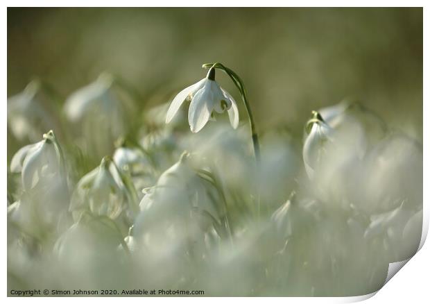 stand out snowdrop Print by Simon Johnson