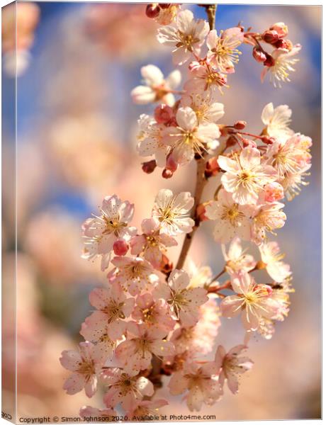 Sunlit spring blossom Canvas Print by Simon Johnson