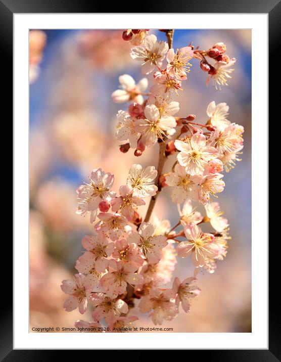 Sunlit spring blossom Framed Mounted Print by Simon Johnson