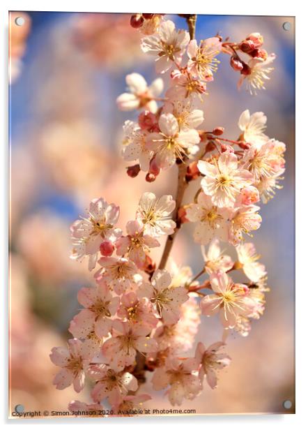 Sunlit spring blossom Acrylic by Simon Johnson