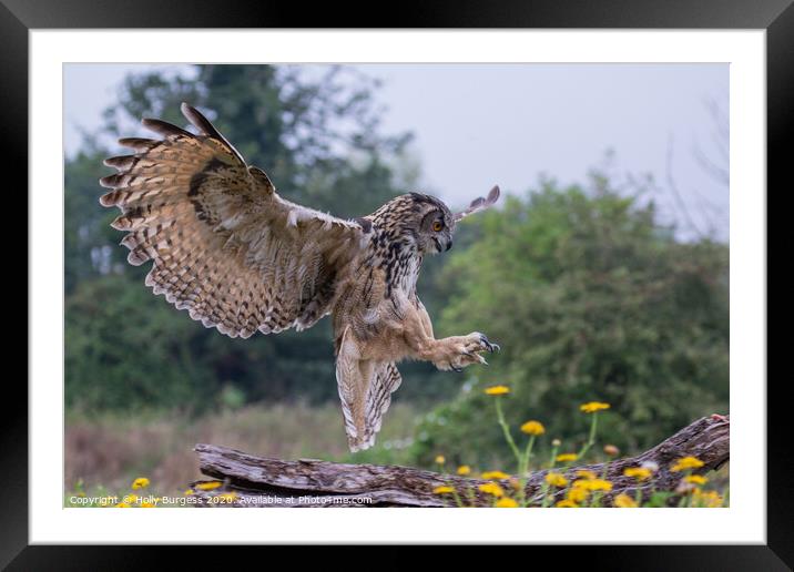 European Eagle owl landing in the meadow  Framed Mounted Print by Holly Burgess
