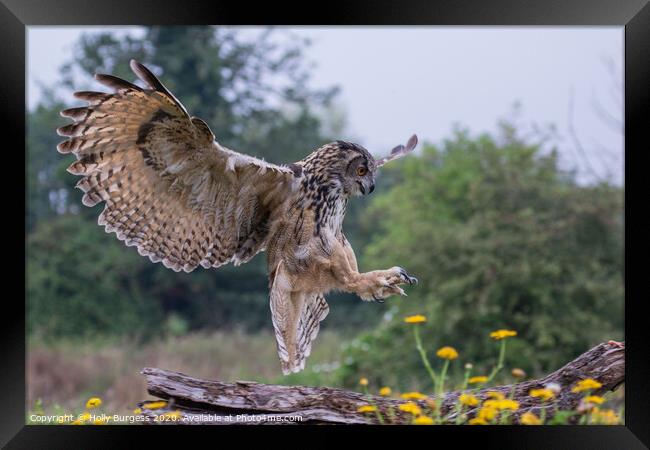 European Eagle owl landing in the meadow  Framed Print by Holly Burgess