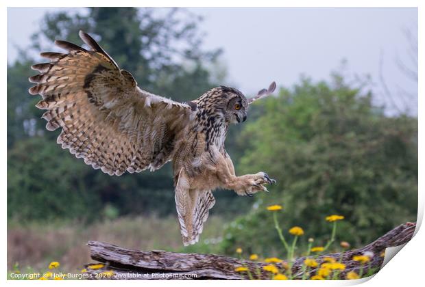 European Eagle owl landing in the meadow  Print by Holly Burgess