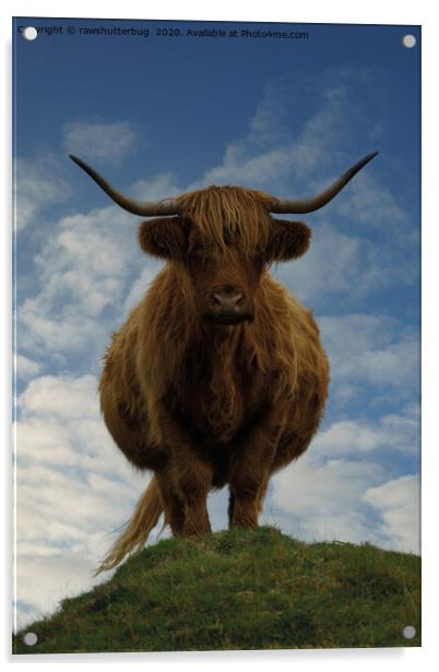 Highland Cow On A Hill Acrylic by rawshutterbug 