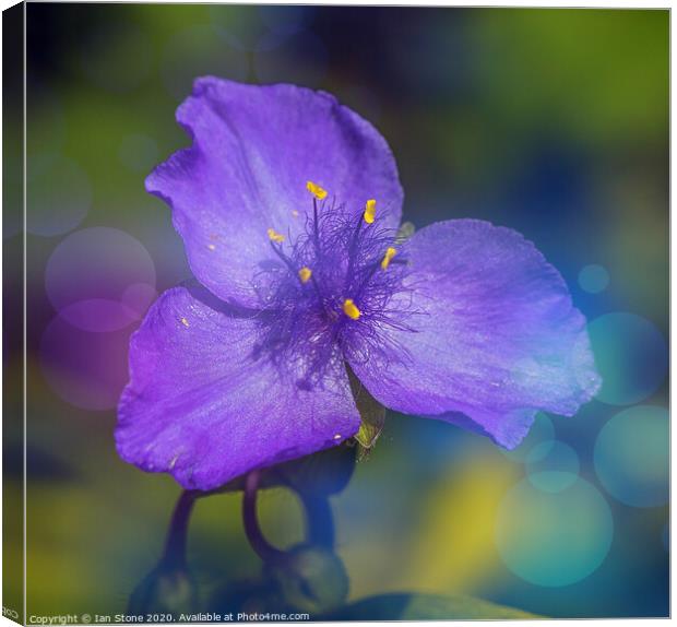 Enchanting Blue Blossom Canvas Print by Ian Stone