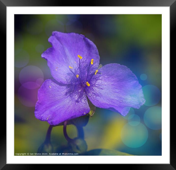Enchanting Blue Blossom Framed Mounted Print by Ian Stone