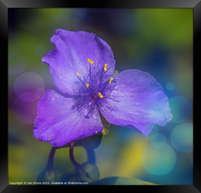 Enchanting Blue Blossom Framed Print by Ian Stone