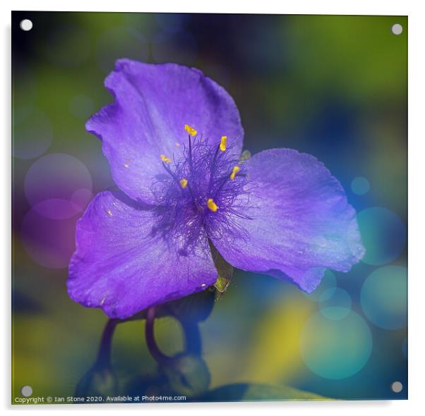 Enchanting Blue Blossom Acrylic by Ian Stone