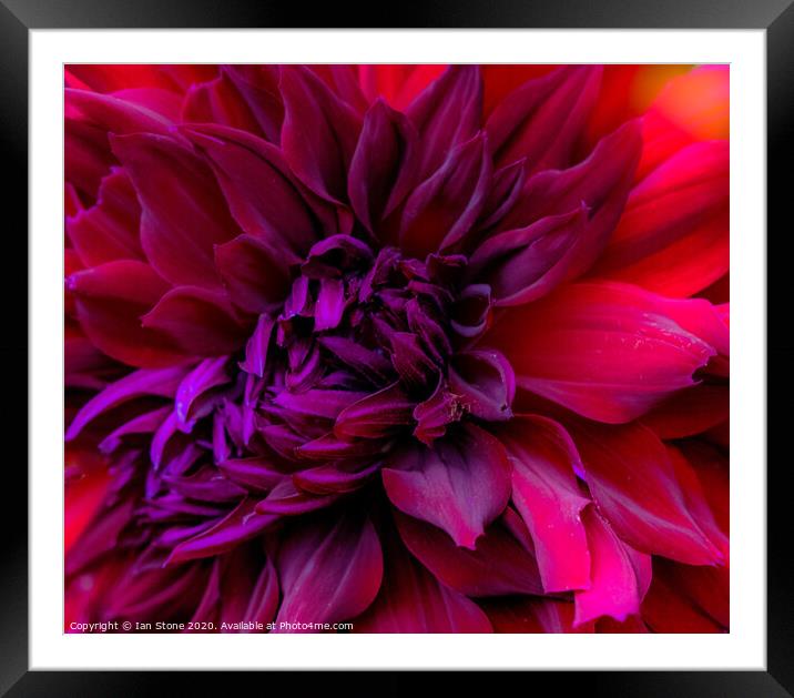 Dahlia flowers  Framed Mounted Print by Ian Stone