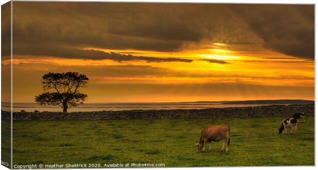 Silverdale Sunset with Cattle Canvas Print by Heather Sheldrick
