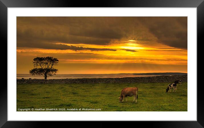 Silverdale Sunset with Cattle Framed Mounted Print by Heather Sheldrick