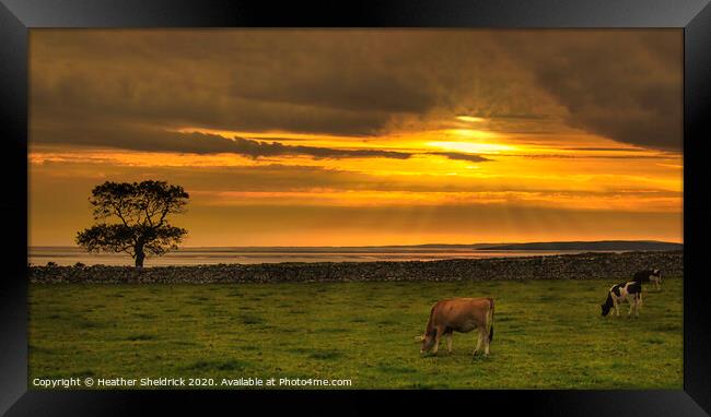 Silverdale Sunset with Cattle Framed Print by Heather Sheldrick