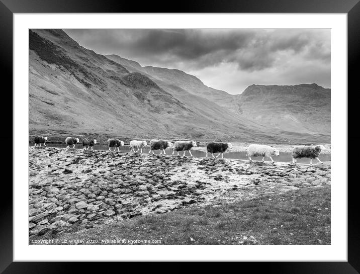 Sheep Crossing Framed Mounted Print by Liz Withey